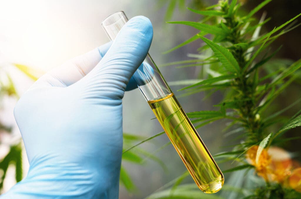 Curaleaf Secures First Marijuana Research License In Massachusetts