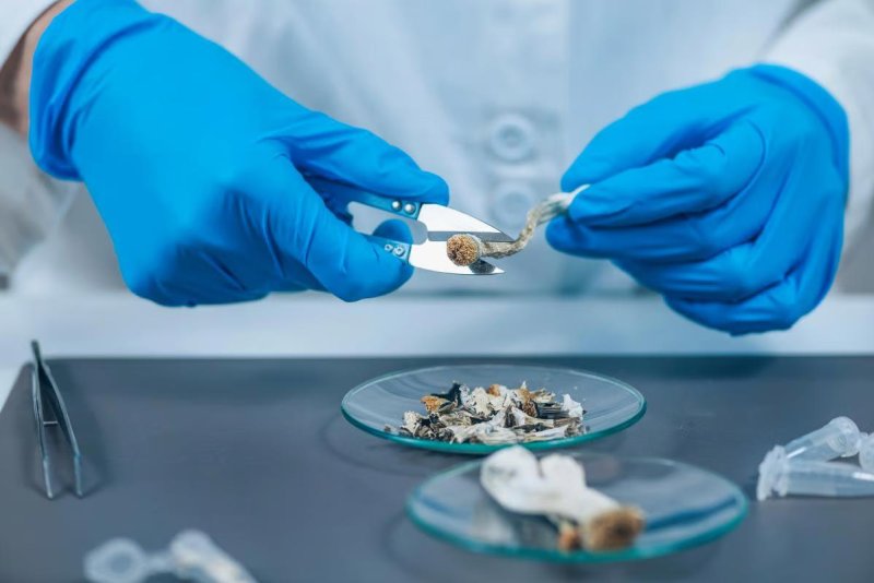 Psilocybin may be effective in treating anorexia