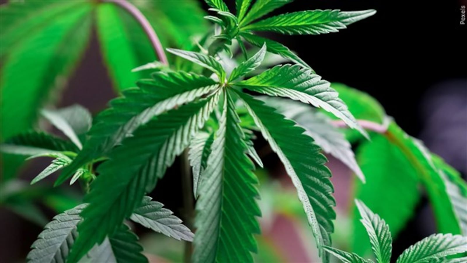 Pueblo cannabis company to pay $225,000 fine after misrepresenting its hemp products