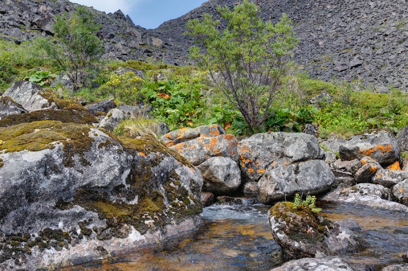 Rhodiola Rosea