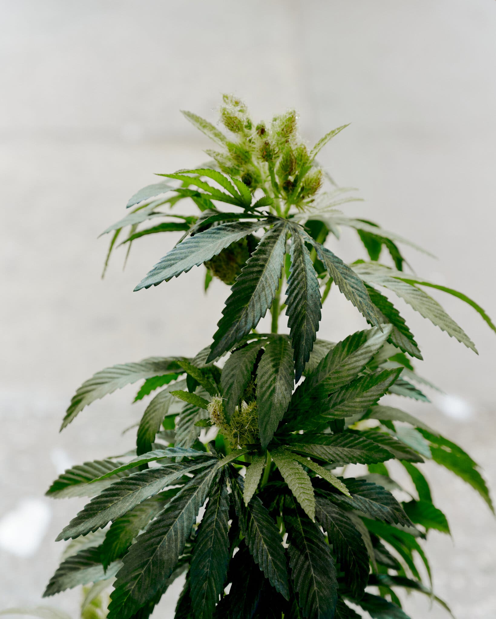 Weed for PTSD? Eager for Better Cannabis Science, F.D.A. Clears Study.