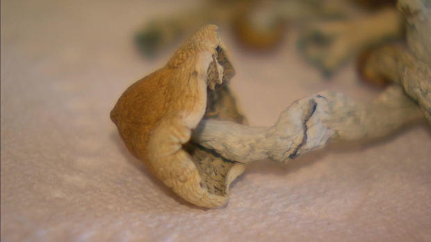 Colorado municipalities consider restrictions ahead of psilocybin healing centers being licensed