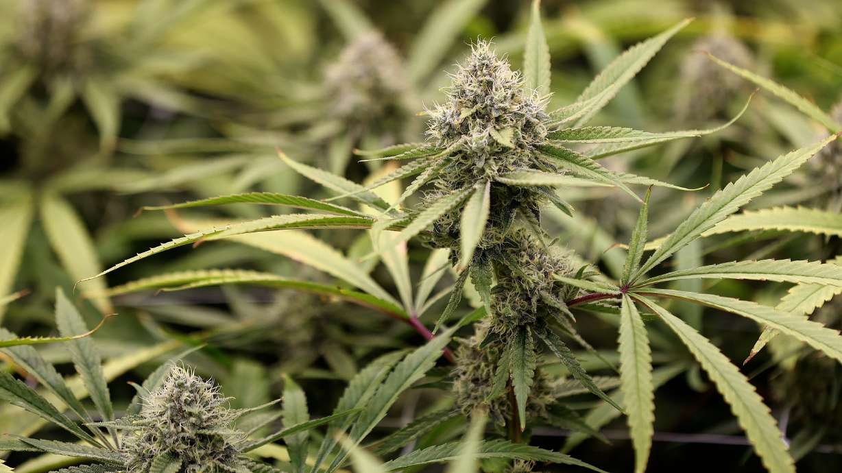 Nearly 1 in 16 pregnant women use marijuana, despite health risks