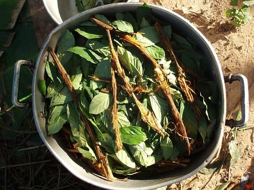 Ayahuasca: The Sacred Vine of the Soul