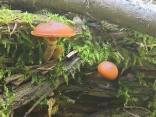 Trying to eat wild mushrooms in Utah? Take these steps first, experts warn