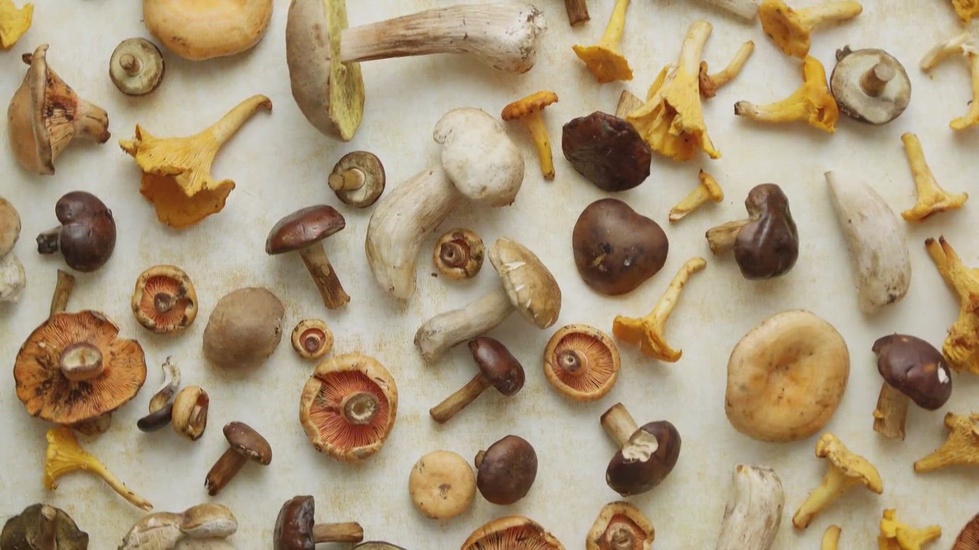 Colorado finalizing plans for psilocybin therapy program as healing centers prepare to open