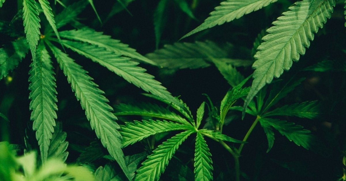 Cannabis (Marijuana) and Lupus