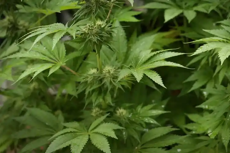 The Truth About Medical Marijuana