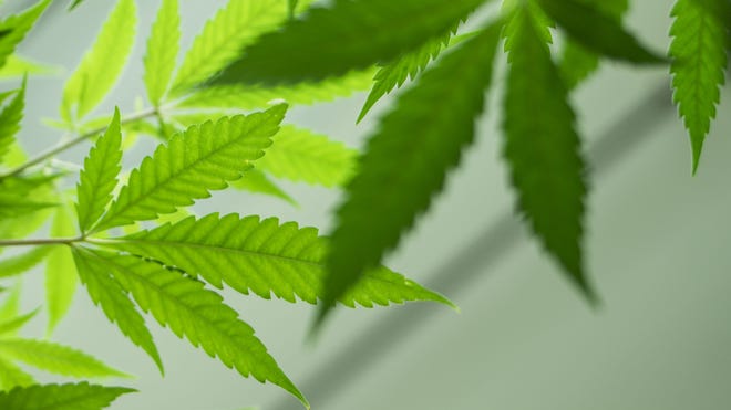 Revenue is plummeting in Arizona’s marijuana industry. Here’s why