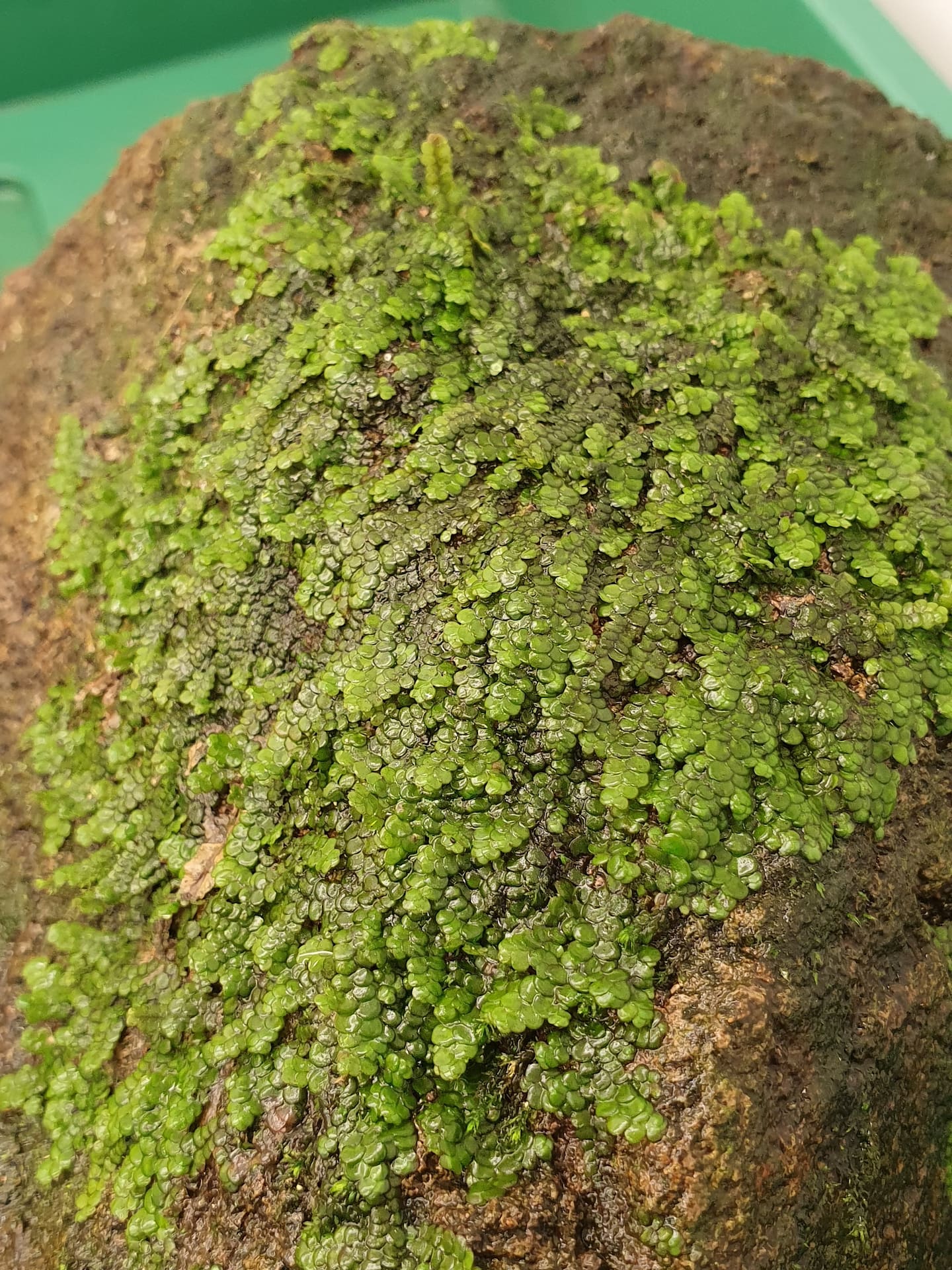 This tiny native plant has cannabis-like properties – here’s why that’s exciting