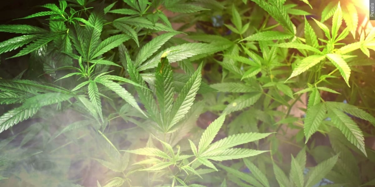 Cannabis sales surpass $1 billion in New York State