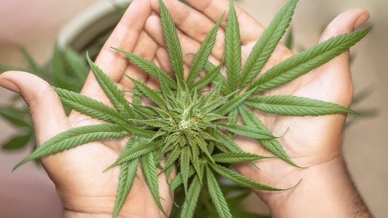 Brain fog after quitting cannabis? Study reveals startling truth about weed and long-term memory loss