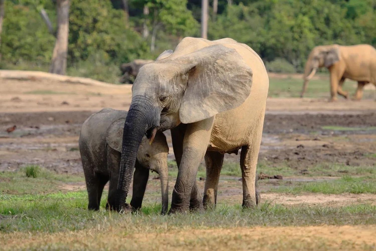 IBM and WWF Collaborate to Save Elephants with Artificial Intelligence