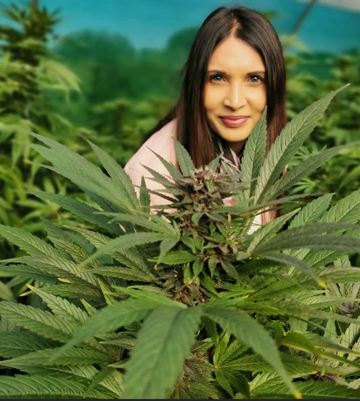 Scientist attests to cannabis’ healing properties