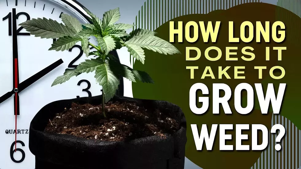 How Long Does It Take to Grow Weed: 5 Stages of Marijuana Growth