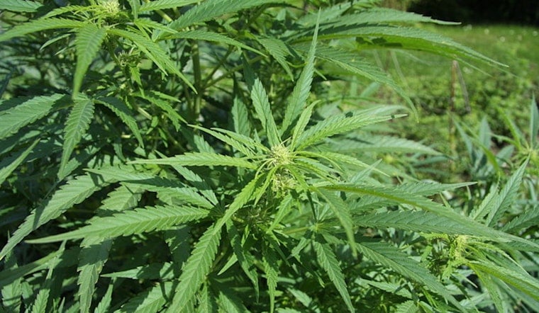 Illinois Expands Medical Cannabis Program to Include Women's Health Issues Such as Endometriosis