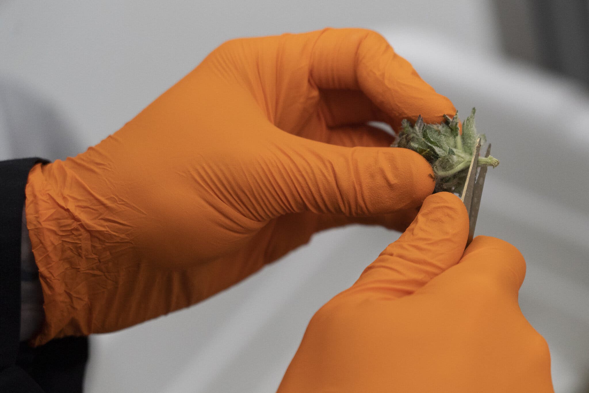 Marijuana Dependence Linked to Higher Risk of Death