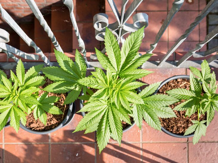 Hemp vs. Cannabis: What’s the Difference?