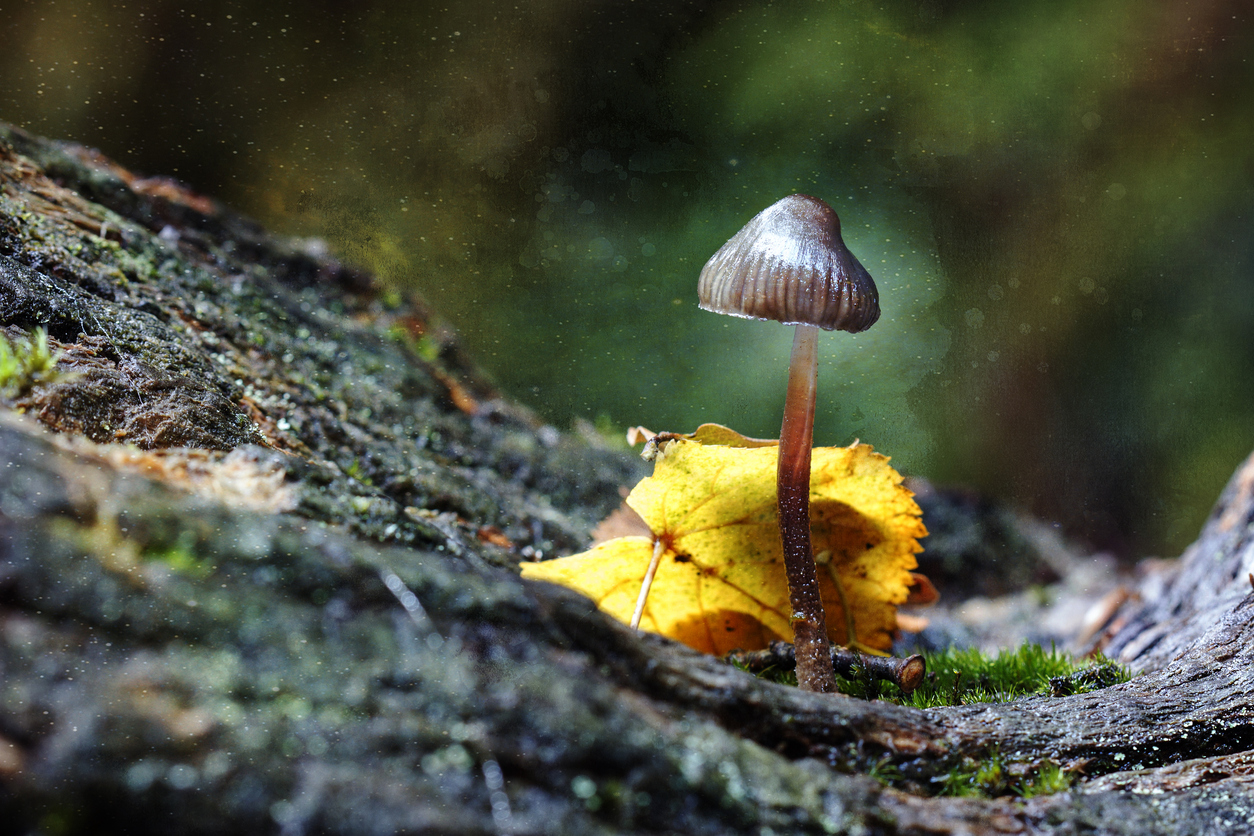 Magic mushroom compound matches antidepressant in clinical trial