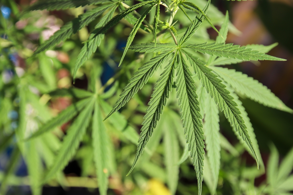 Cannabis compound offers relief for Alzheimer’s patients