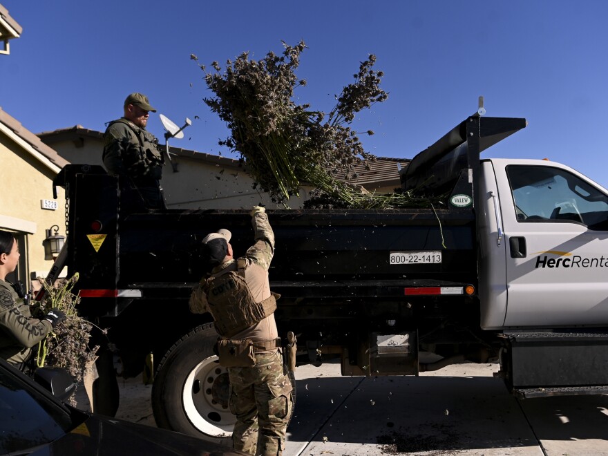 U.S. cannabis shoppers face market flush with illegal weed