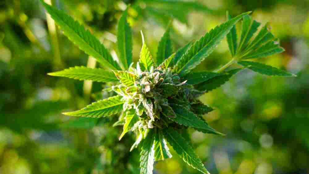 How safe is your weed?