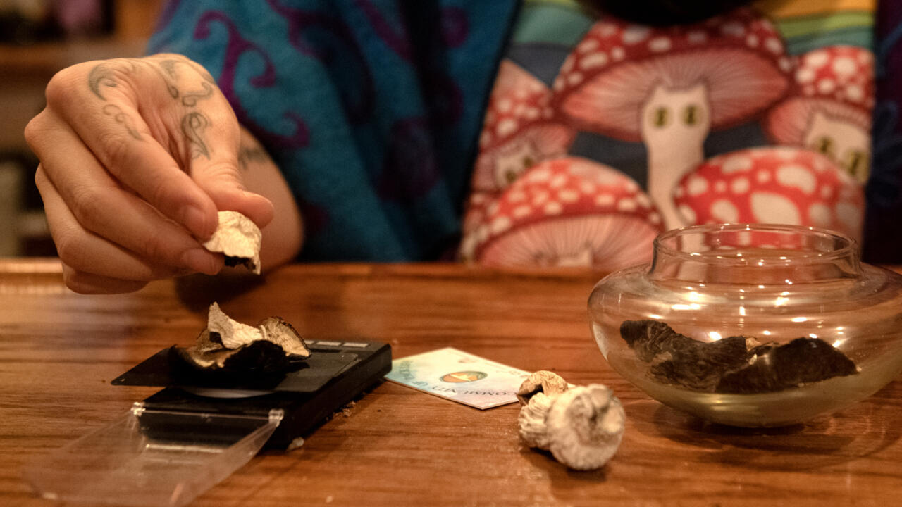 Legalizing magic mushrooms under Trump? Psychedelic fans remain skeptical