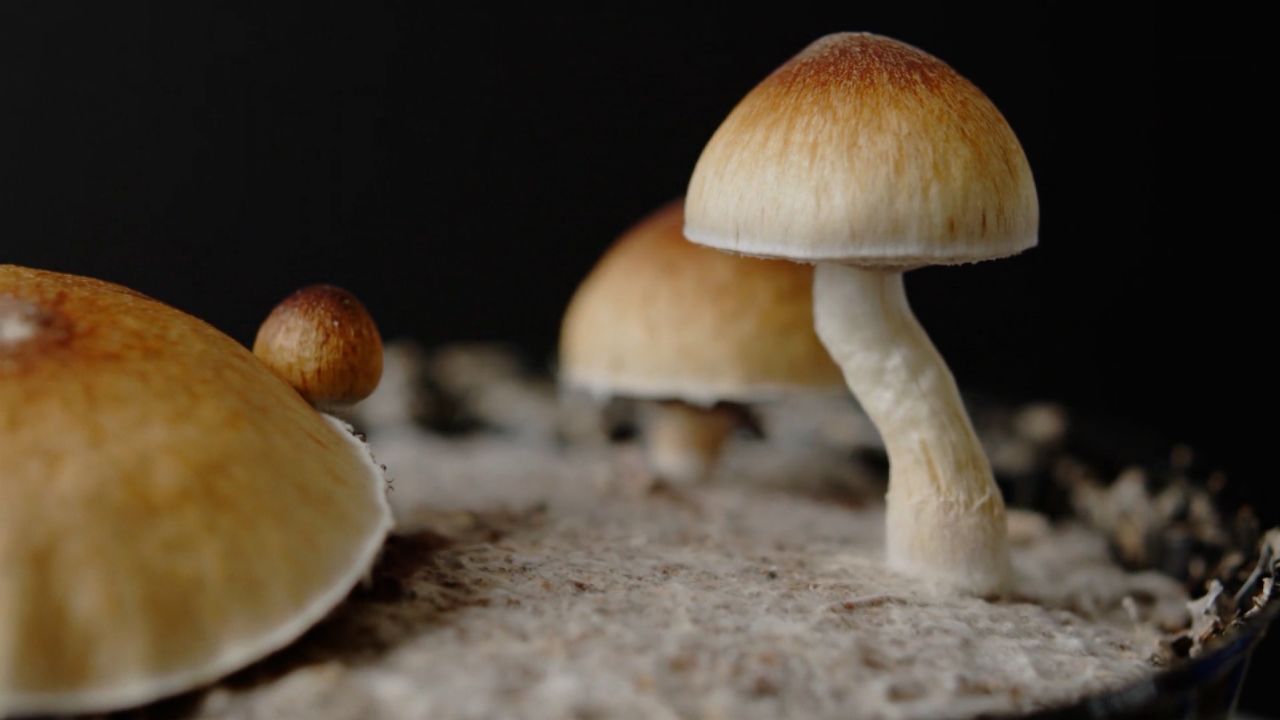 Bad psychedelic trips linked to early death for some, study finds