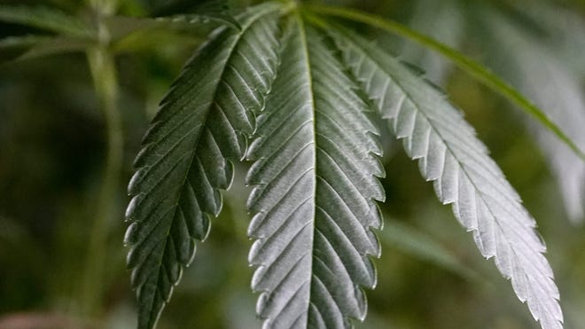 AAA studies cannabis consumption in an effort to deter driving under its influence