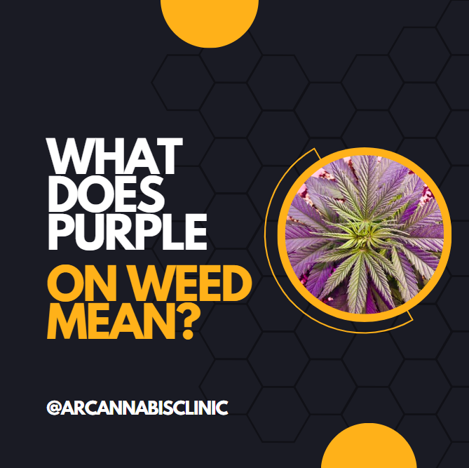 What Does Purple On Weed Mean?