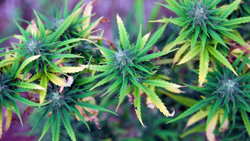 Cannabis Use Alters Fatty Acid Metabolism Linked to Schizophrenia Risk