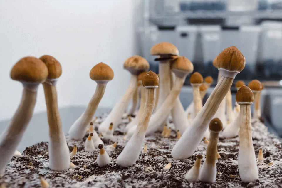 New Mexico moves forward with psilocybin law