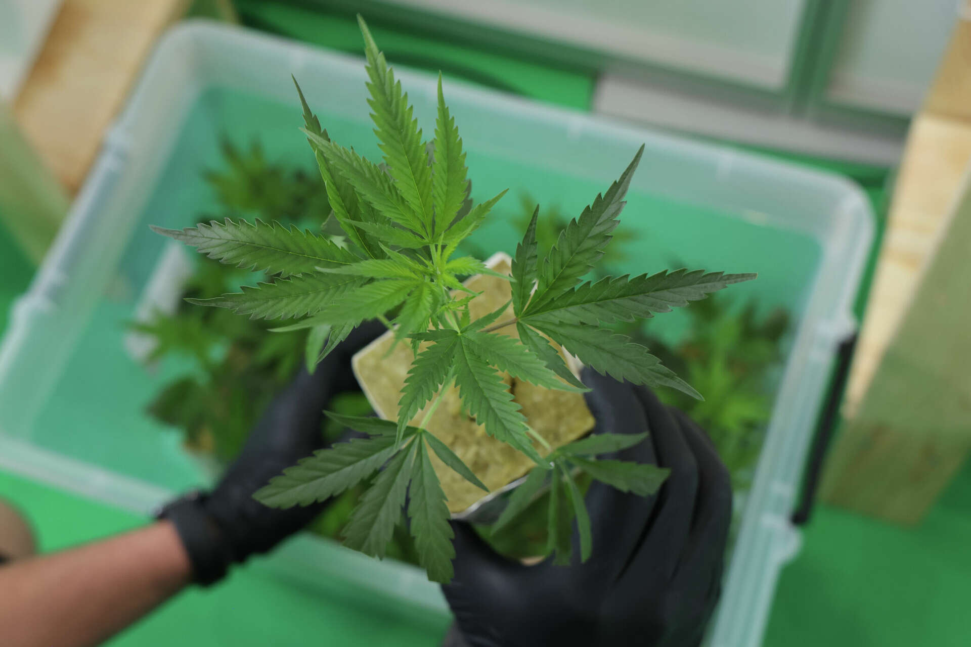 CT cannabis lab refutes claim of 'inflated' THC levels following lawsuit