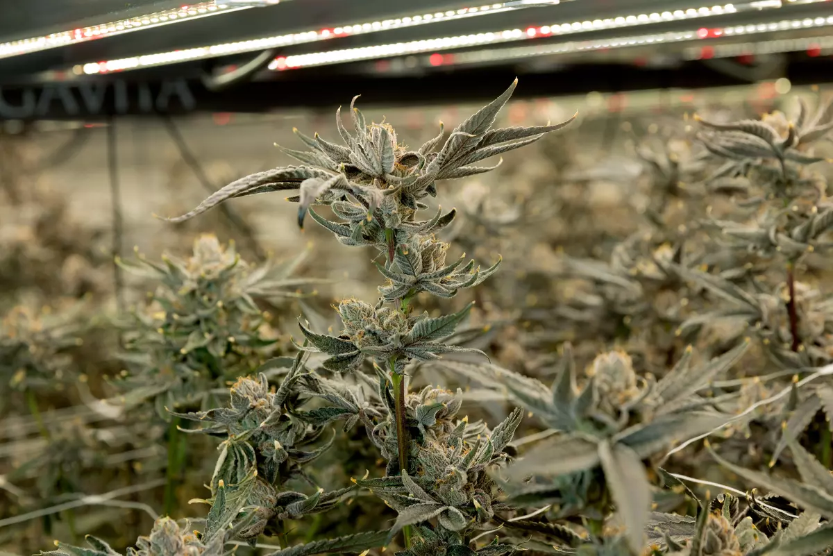 Could legal weed make you sick? Here's how California tries to keep it safe